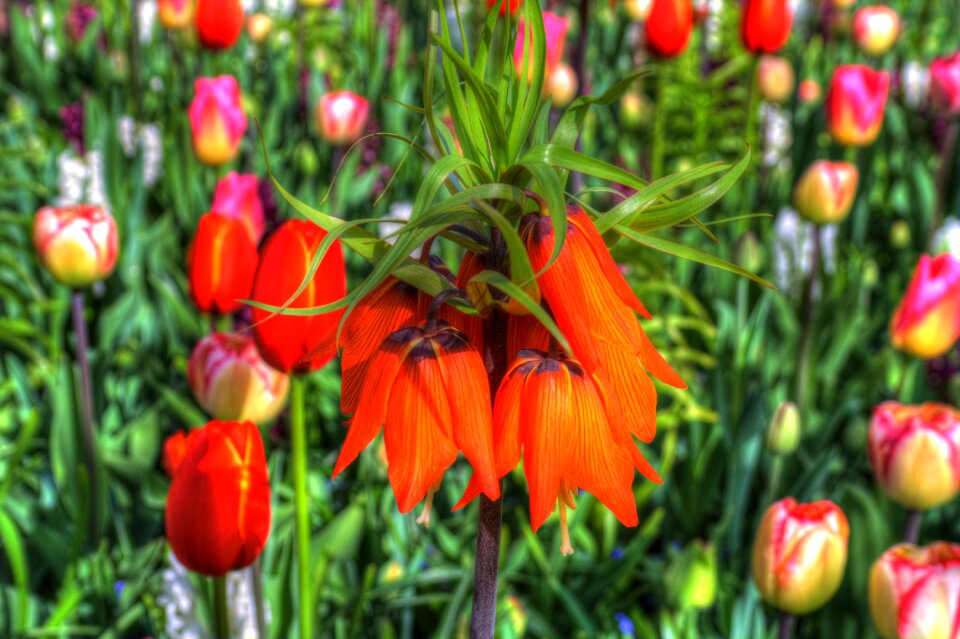 Spring nature garden