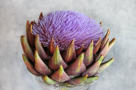 Thistle-like composites flower vegetables