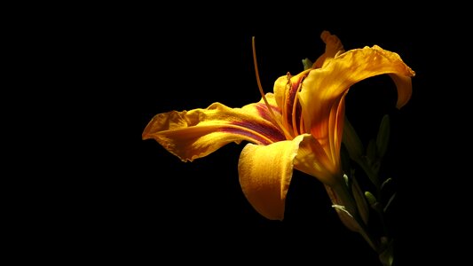 Flower hemerocallis bonanza yellow orange photo