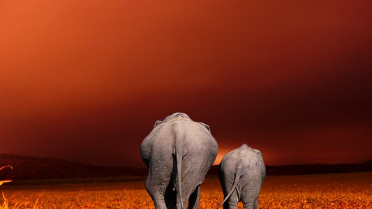 Dry elephant background photo