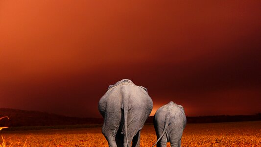Dry elephant background