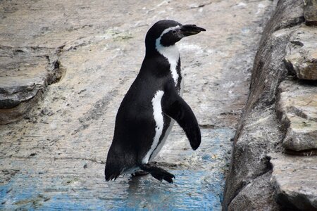 Zoology animal black