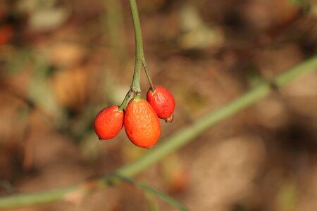 Red ripe nature photo