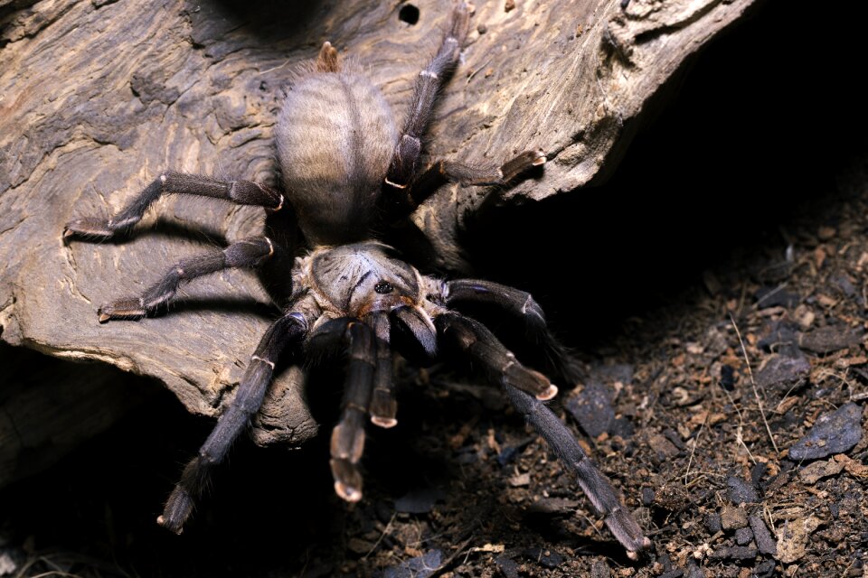 Thai big black tarantula spider