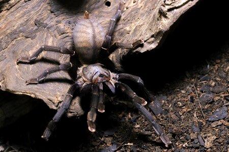 Thai big black tarantula spider