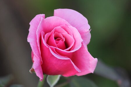 Flower petals fragrance