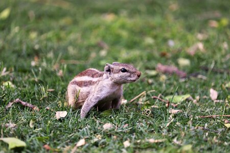 Little outdoors animal