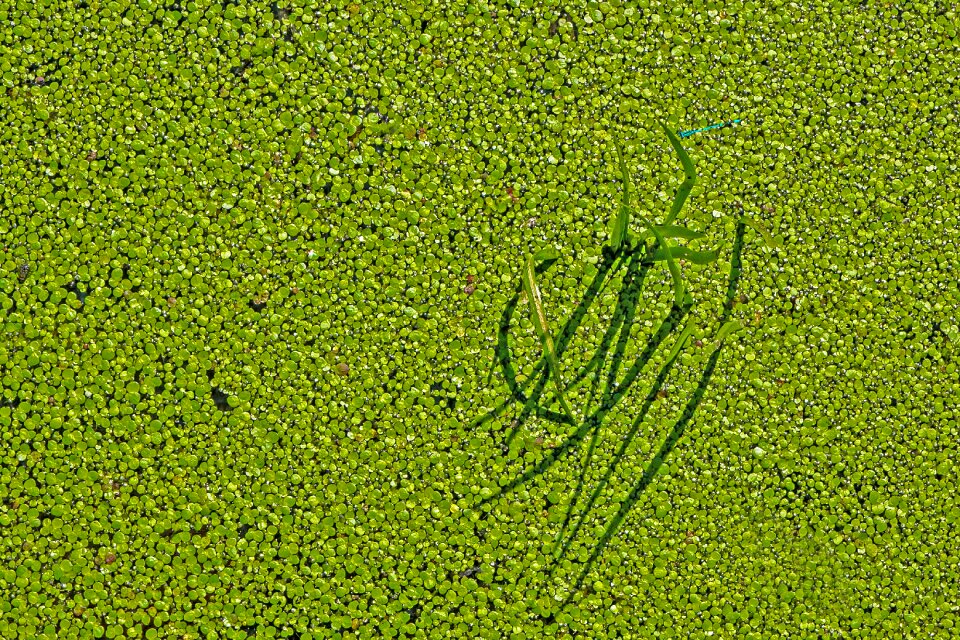 Azure bridesmaid pond water surface