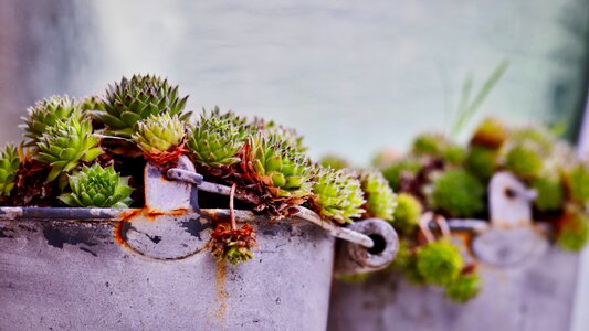 Garden decoration deco beautiful