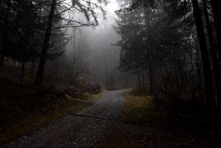 Forest nature mysterious