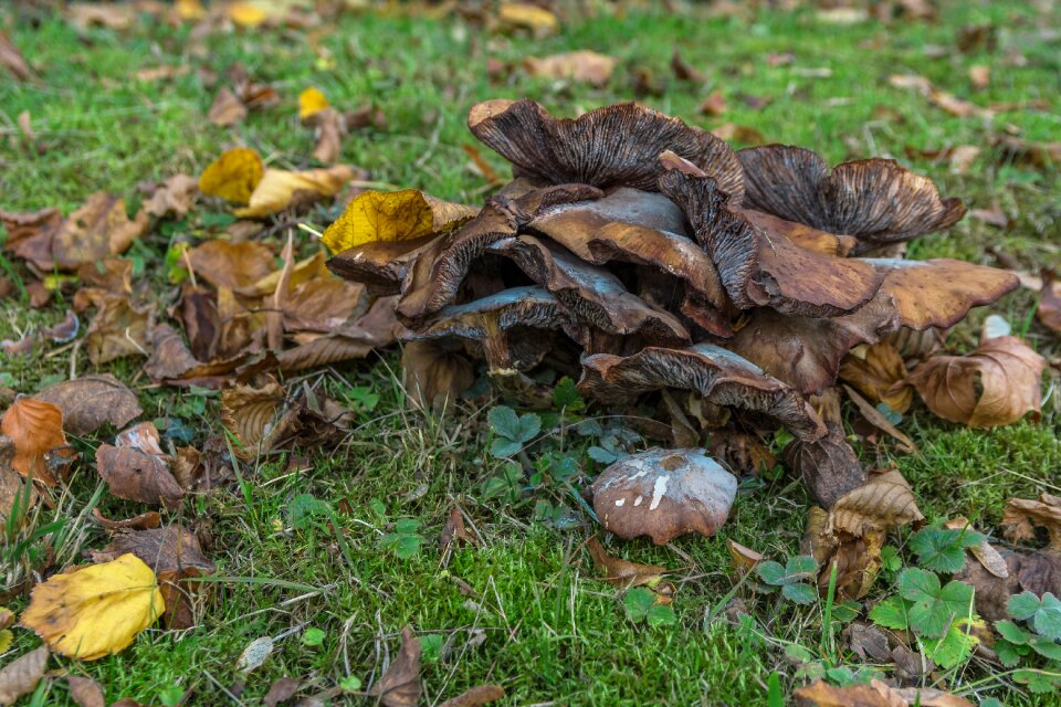 Nature forest forest floor