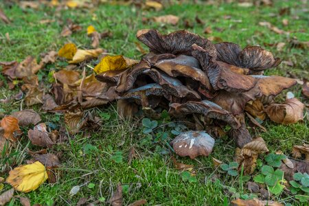 Nature forest forest floor