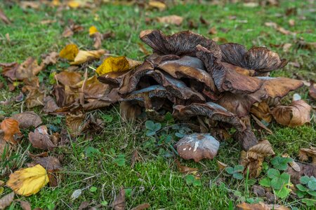 Nature forest forest floor photo