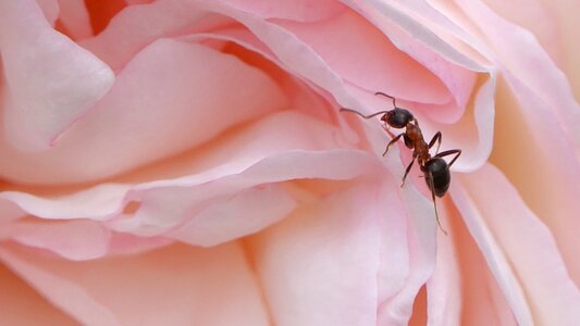 Ant pink nature