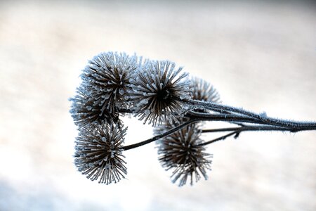 Ice ripe cooling
