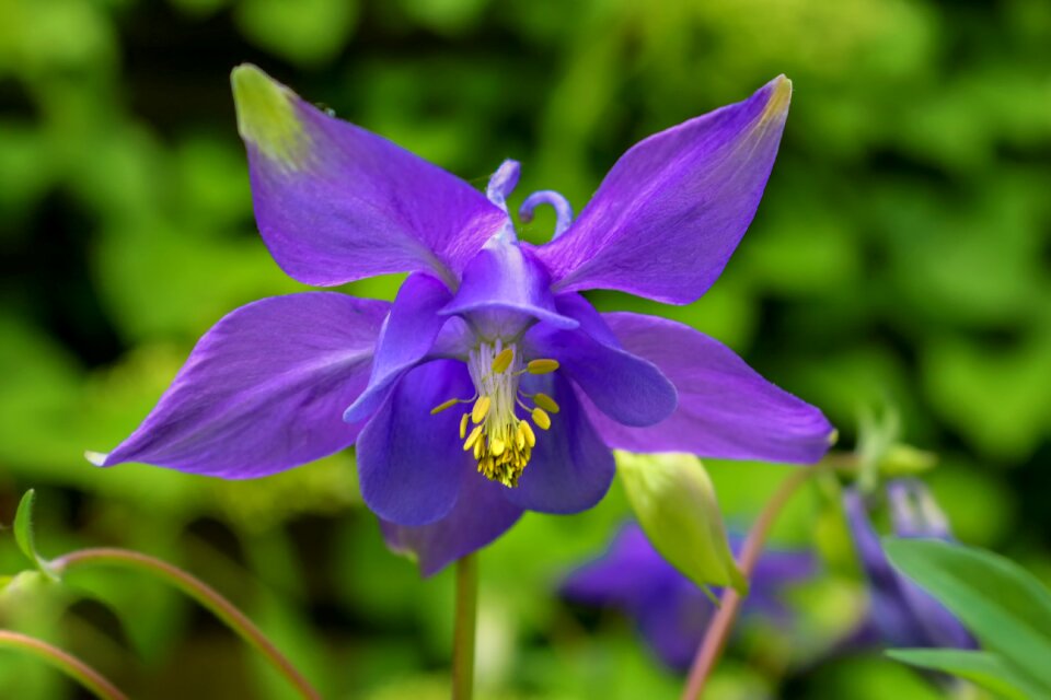 Aquilegia hahnenfußgewächs ranunculaceae
