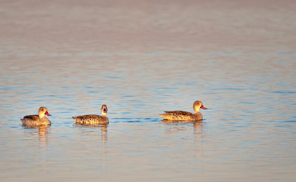 Water nature animal