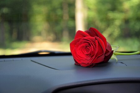 Romance feeling affection