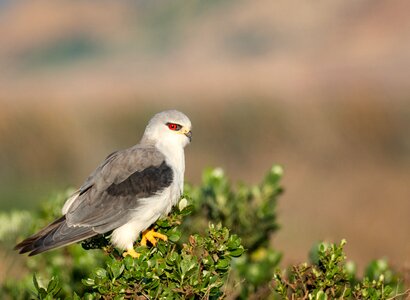 Bird hawk wildlife photo