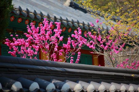 Republic of korea traditional building hanok village