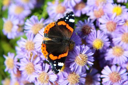 Vulcan lepidoptera insect