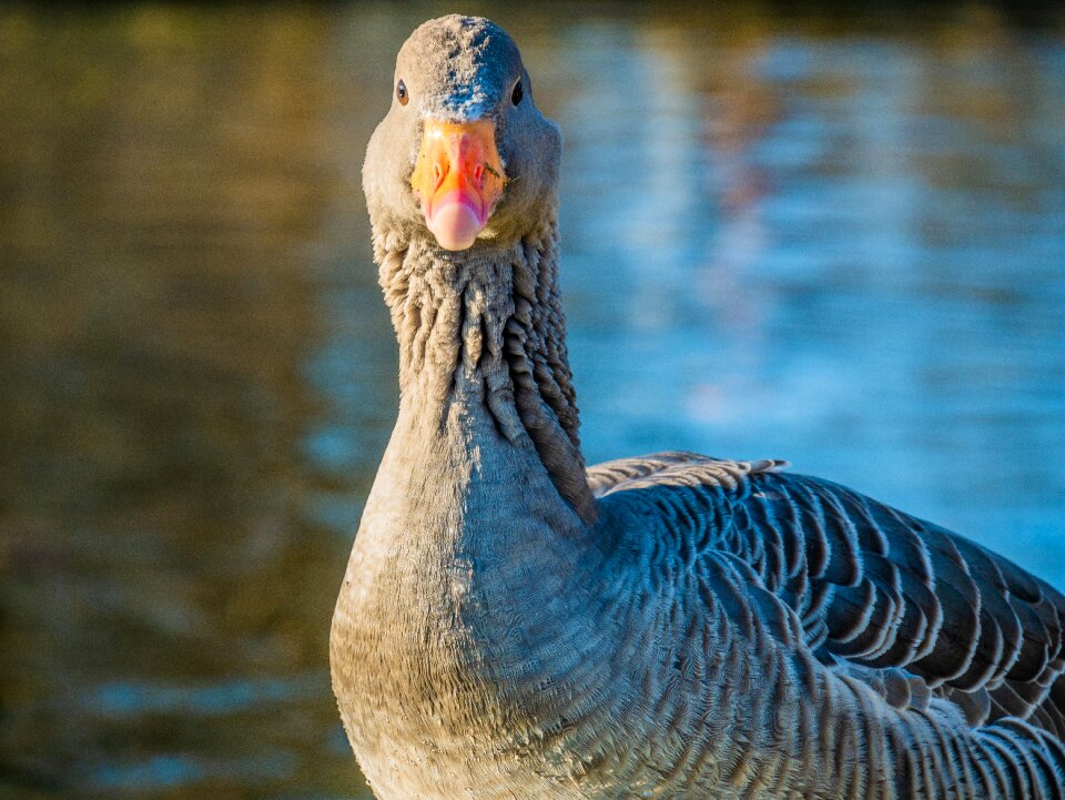 Water bird bill birds