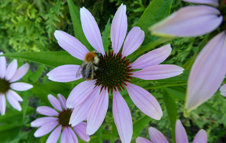 Insect flower summer