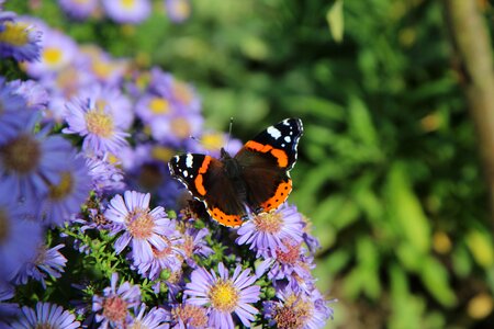 Vulcan lepidoptera insect