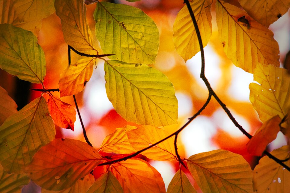 Mood fall color bright