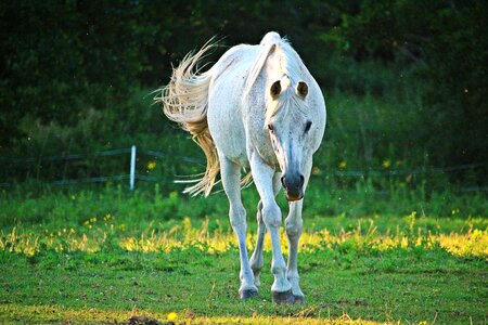 Coupling animal pasture