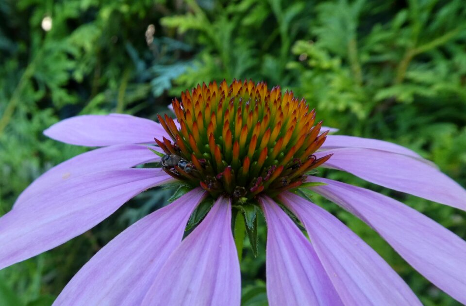 Blossom bloom hidden insect