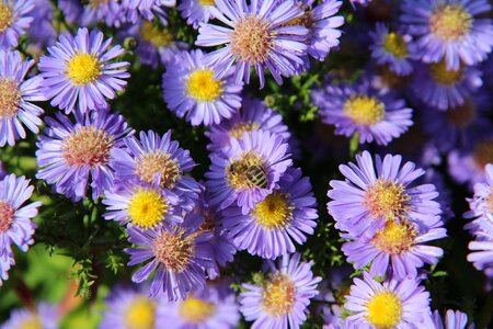 Insect aster flowering photo
