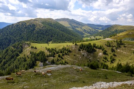 Forest mountains cows