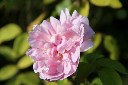 Pink rose english rose rosebush photo