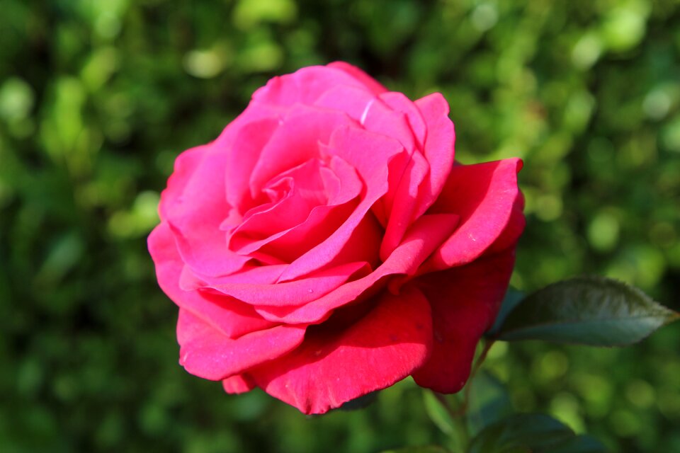 Pink rosebush flowers