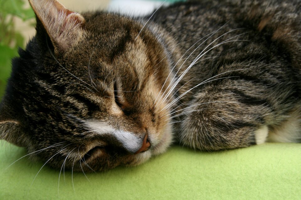 Cat cat face mackerel