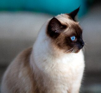 Eyes pet cute