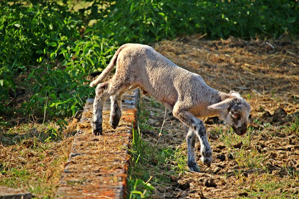 Wool animal nature photo