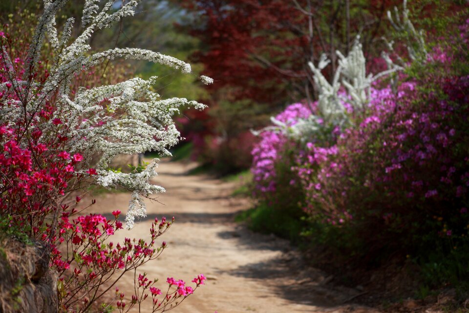 Flowers republic of korea spring flowers