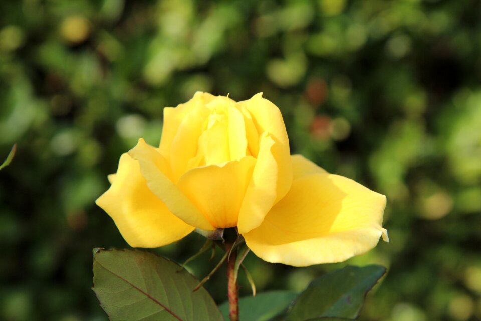 Yellow rose pink button yellow button
