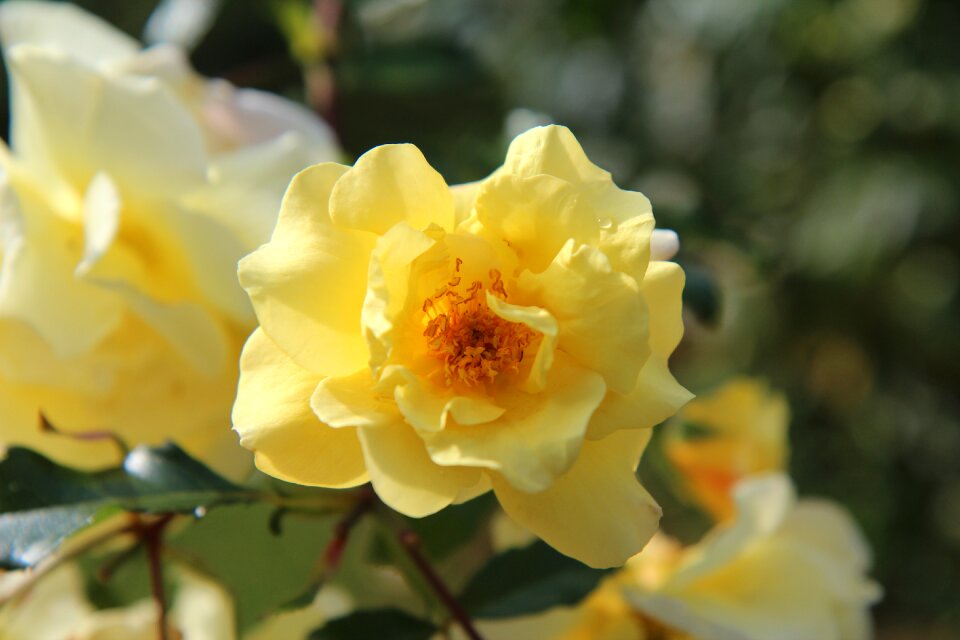 Pink blossomed rosebush flowering