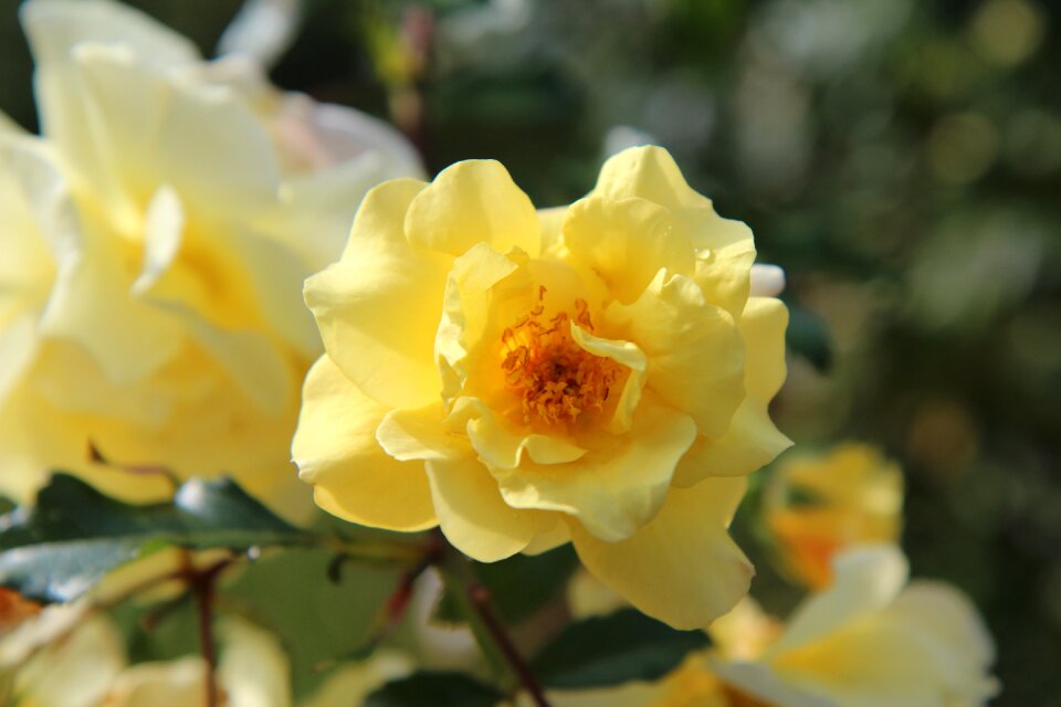 Pink blossomed rosebush flowering