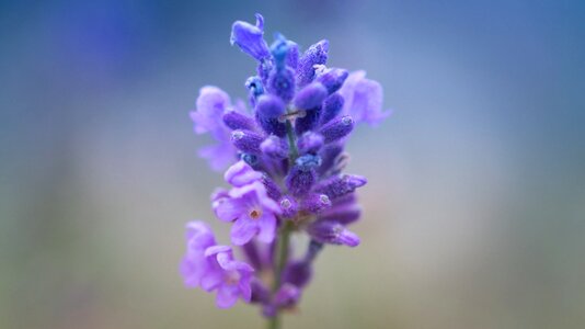 Close up purple lavender blossom