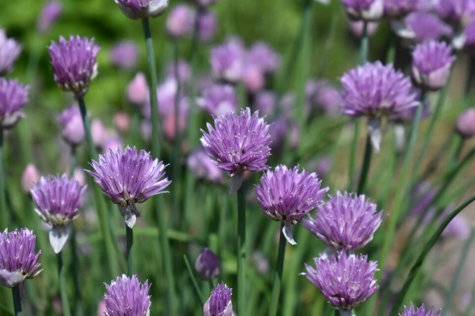 Chives flower herbs photo
