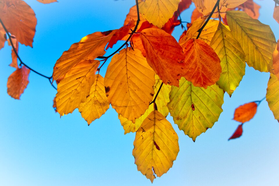 Mood fall color bright