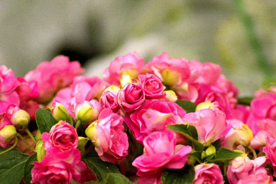 Blossom bloom ornamental plant