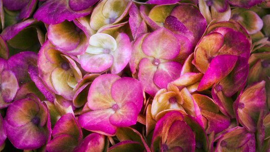 Close up bright hydrangea flower photo