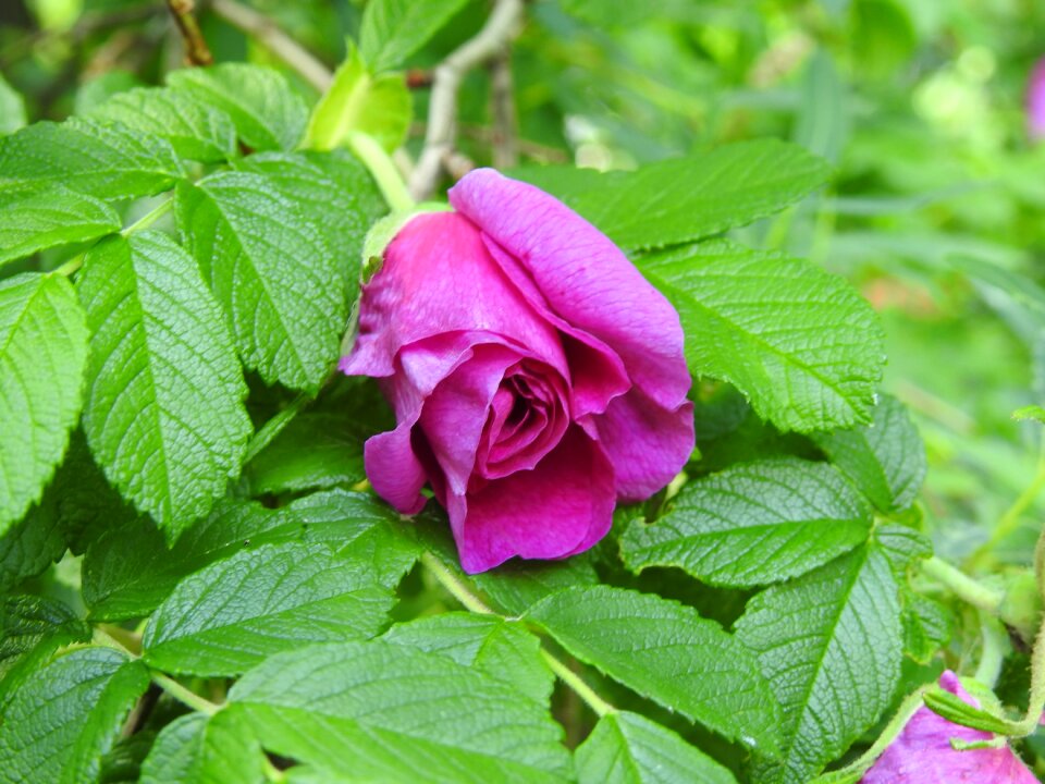 Rose flower garden rose petals