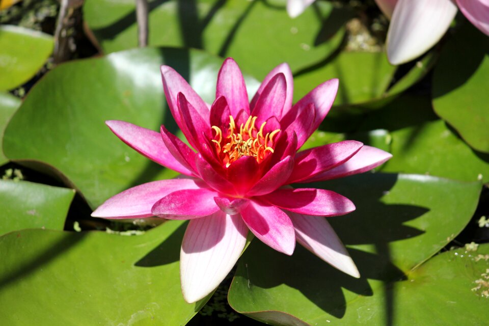 Bloom pond nuphar lutea