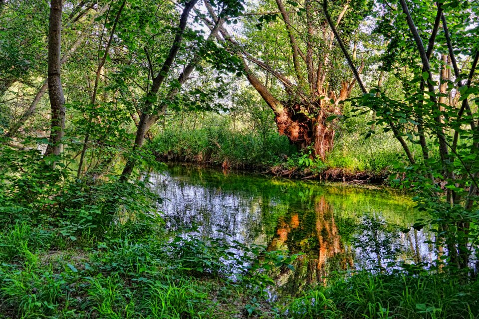 Forest landscape spring
